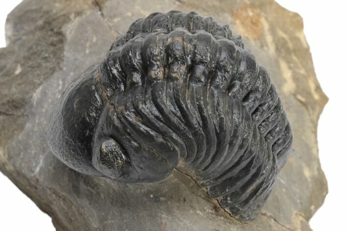 Detailed Reedops Trilobite - Aatchana, Morocco #225355